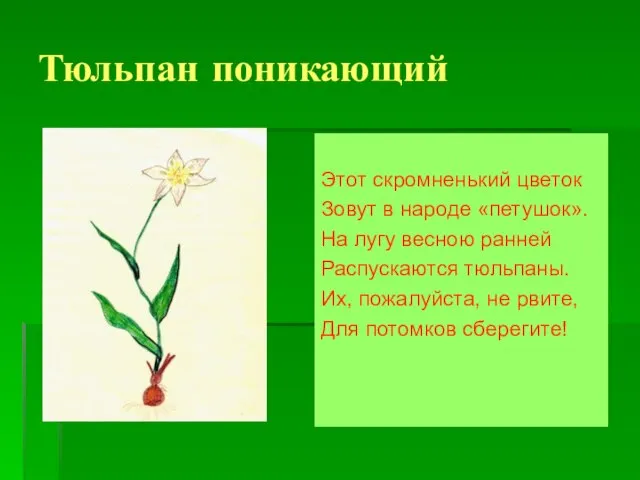 Тюльпан поникающий Этот скромненький цветок Зовут в народе «петушок». На лугу весною