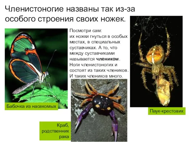 Членистоногие названы так из-за особого строения своих ножек. Посмотри сам: их ножки