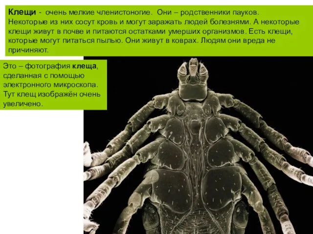 Клещи - очень мелкие членистоногие. Они – родственники пауков. Некоторые из них