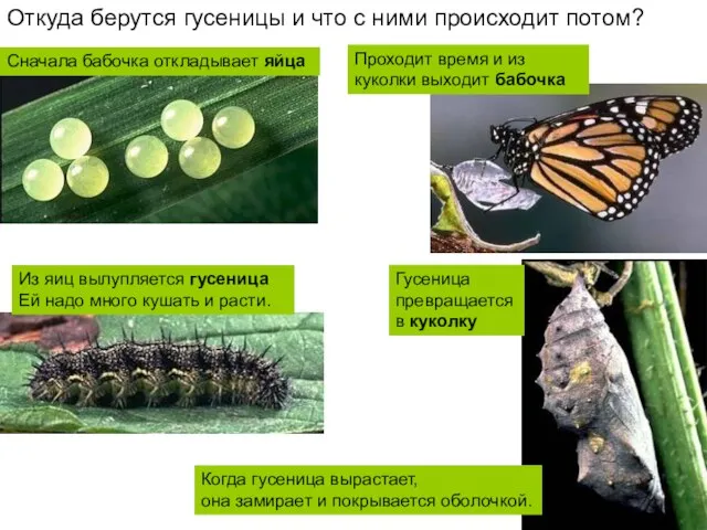 Сначала бабочка откладывает яйца Откуда берутся гусеницы и что с ними происходит