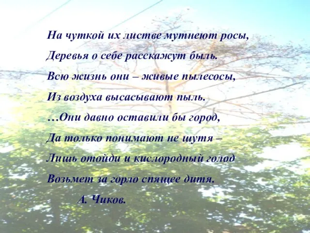 На чуткой их листве мутнеют росы, Деревья о себе расскажут быль. Всю