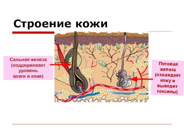 Строение кожи Сальная железа (поддерживает уровень влаги в коже) Потовая железа (охлаждает кожу и выводит токсины)