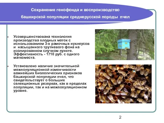 Сохранение генофонда и воспроизводство башкирской популяции среднерусской породы пчел Усовершенствована технология производства