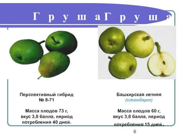 Г р у ш а Г р у ш а Башкирская летняя