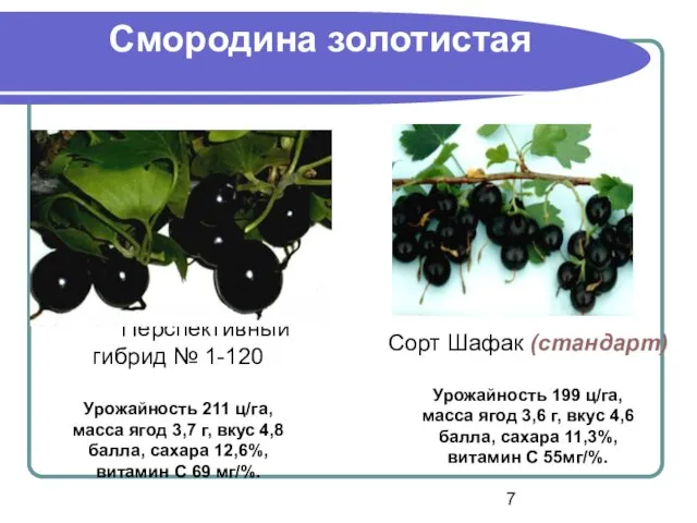 Смородина золотистая Перспективный гибрид № 1-120 Урожайность 211 ц/га, масса ягод 3,7