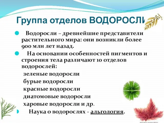 Группа отделов ВОДОРОСЛИ Водоросли – древнейшие представители растительного мира: они возникли более