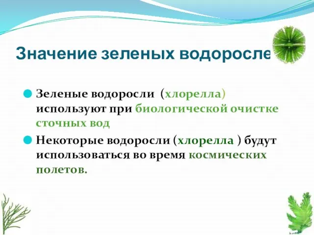 Значение зеленых водорослей Зеленые водоросли (хлорелла) используют при биологической очистке сточных вод