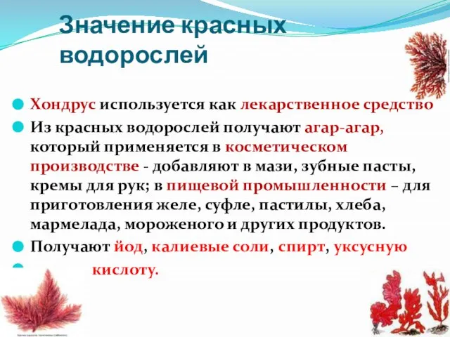 Значение красных водорослей Хондрус используется как лекарственное средство Из красных водорослей получают