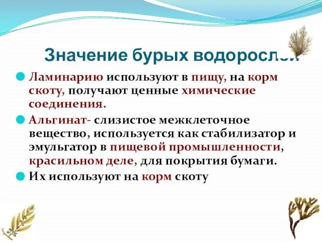 Значение бурых водорослей Ламинарию используют в пищу, на корм скоту, получают ценные