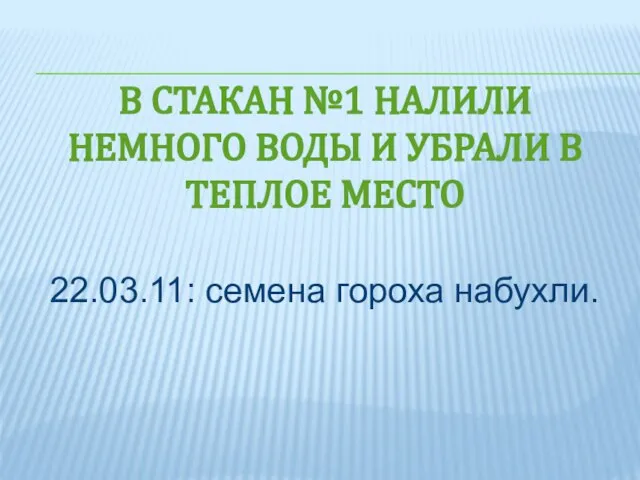 В СТАКАН №1 НАЛИЛИ НЕМНОГО ВОДЫ И УБРАЛИ В ТЕПЛОЕ МЕСТО 22.03.11: семена гороха набухли.