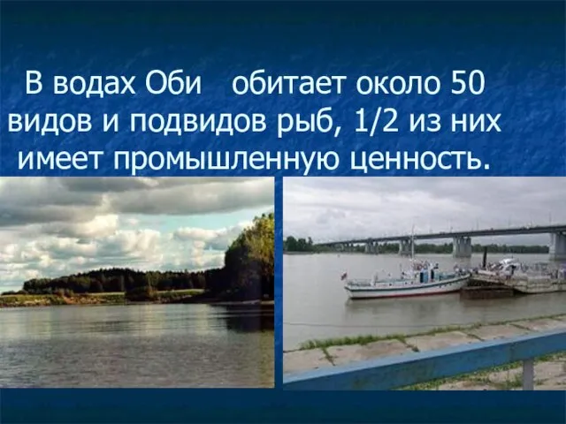 В водах Оби обитает около 50 видов и подвидов рыб, 1/2 из них имеет промышленную ценность.