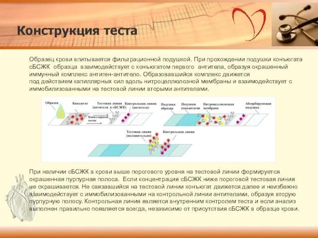 Образец крови впитывается фильтрационной подушкой. При прохождении подушки конъюгата сБСЖК образца взаимодействует