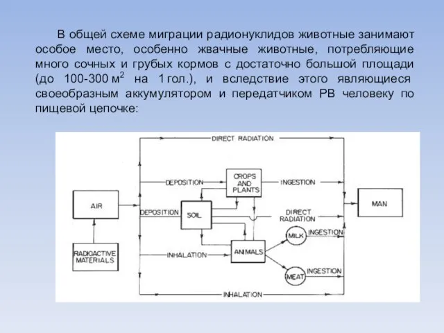 В общей схеме миграции радионуклидов животные занимают особое место, особенно жвачные животные,