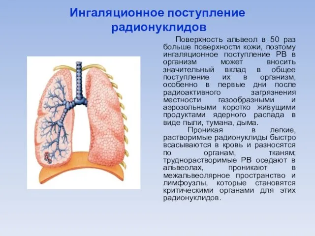 Ингаляционное поступление радионуклидов Поверхность альвеол в 50 раз больше поверхности кожи, поэтому