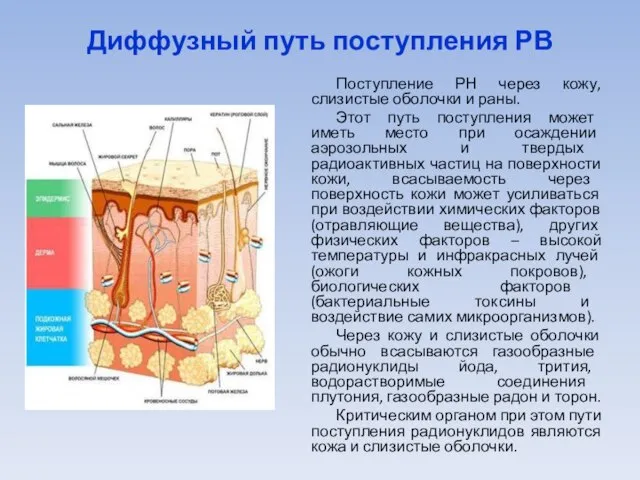 Диффузный путь поступления РВ Поступление РН через кожу, слизистые оболочки и раны.