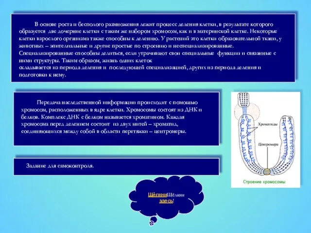 В основе роста и бесполого размножения лежит процесс деления клетки, в результате