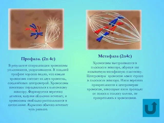 Профаза. (2n 4c) В результате спирализации хромосомы уплотняются, укорачиваются. В поздней профазе