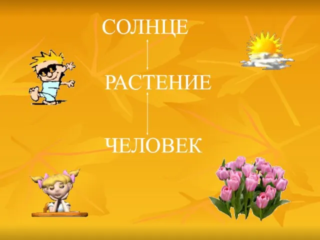 СОЛНЦЕ РАСТЕНИЕ ЧЕЛОВЕК