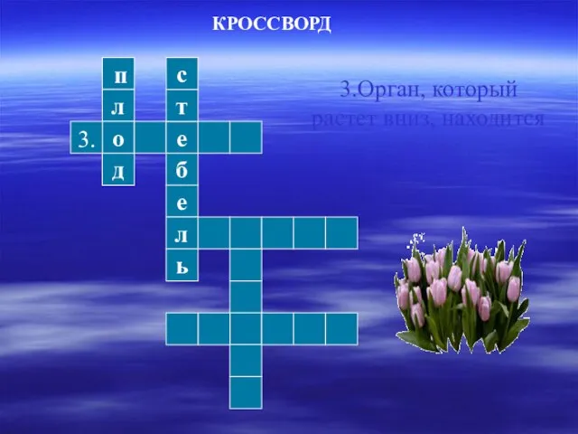 л о д е т с б е л ь КРОССВОРД 3.Орган,