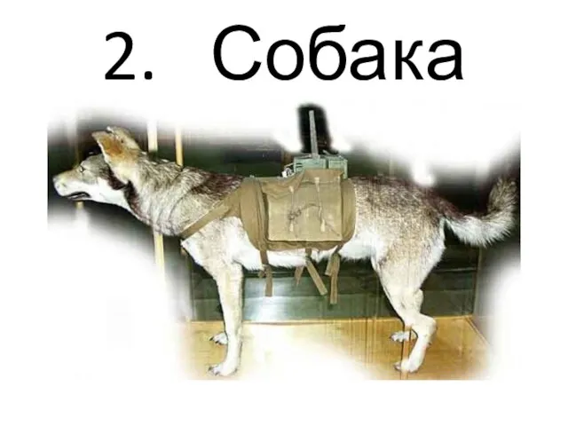 2. Собака