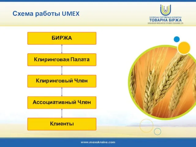 Схема работы UMEX БИРЖА Клиринговая Палата Клиринговый Член Ассоциативный Член Клиенты