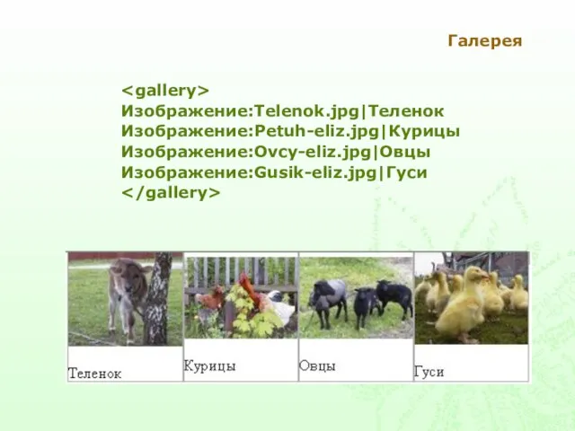 Галерея Изображение:Telenok.jpg|Теленок Изображение:Petuh-eliz.jpg|Курицы Изображение:Ovcy-eliz.jpg|Овцы Изображение:Gusik-eliz.jpg|Гуси