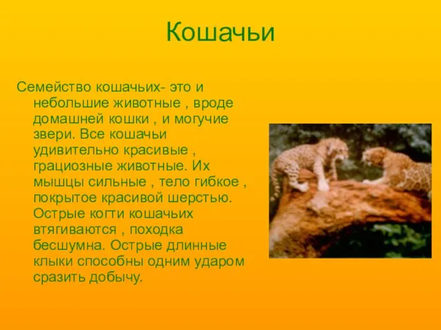 Кошачьи Семейство кошачьих- это и небольшие животные , вроде домашней кошки ,