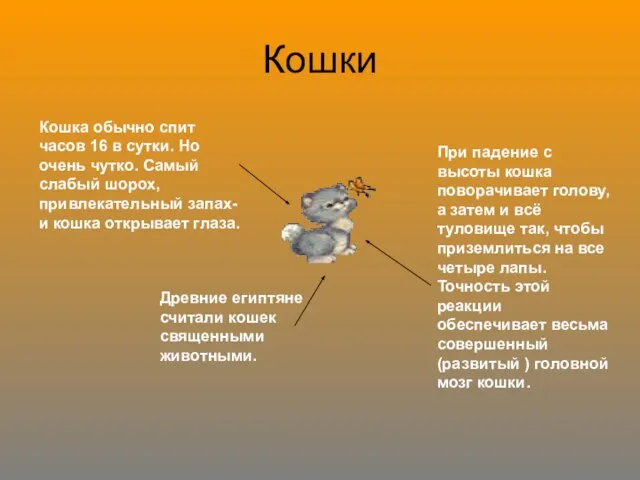 Кошки Кошка обычно спит часов 16 в сутки. Но очень чутко. Самый