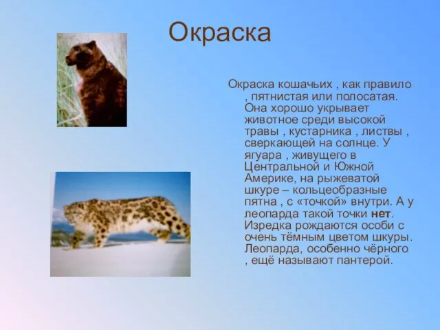 Окраска Окраска кошачьих , как правило , пятнистая или полосатая. Она хорошо