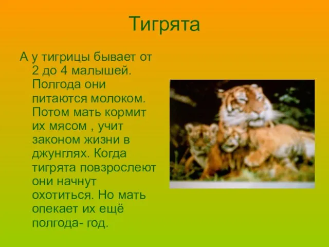 Тигрята А у тигрицы бывает от 2 до 4 малышей. Полгода они