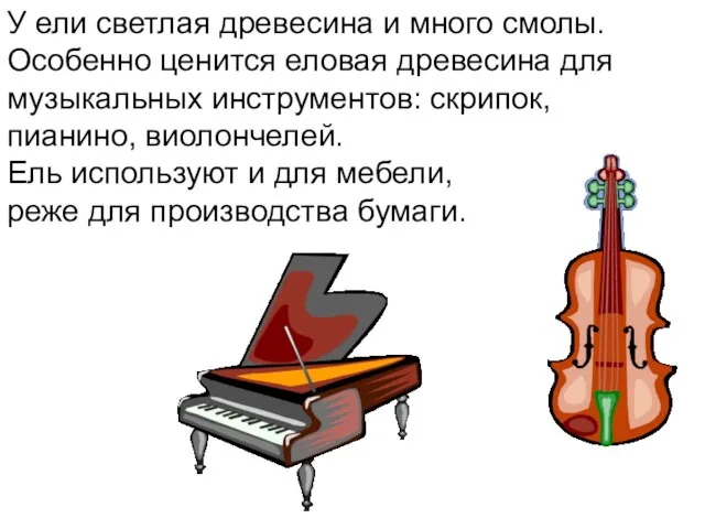 У ели светлая древесина и много смолы. Особенно ценится еловая древесина для