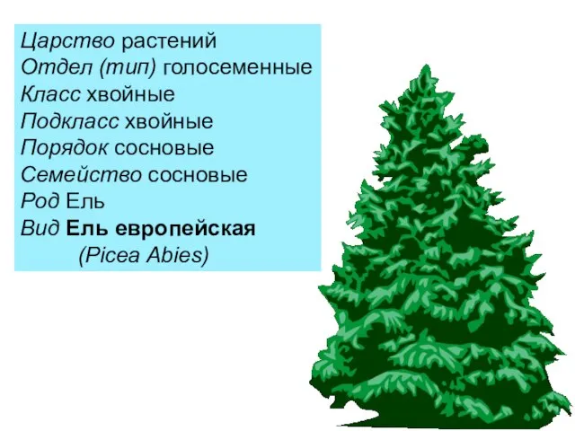 Царство растений Отдел (тип) голосеменные Класс хвойные Подкласс хвойные Порядок сосновые Семейство