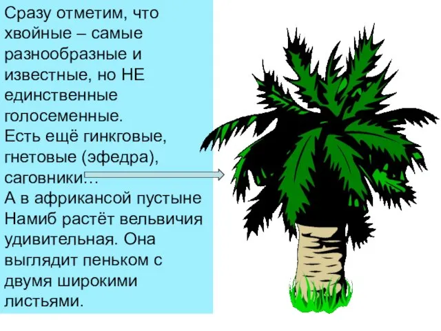 Сразу отметим, что хвойные – самые разнообразные и известные, но НЕ единственные