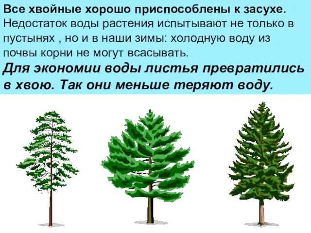 Все хвойные хорошо приспособлены к засухе. Недостаток воды растения испытывают не только