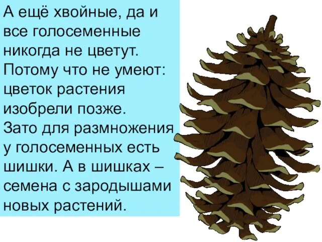 А ещё хвойные, да и все голосеменные никогда не цветут. Потому что