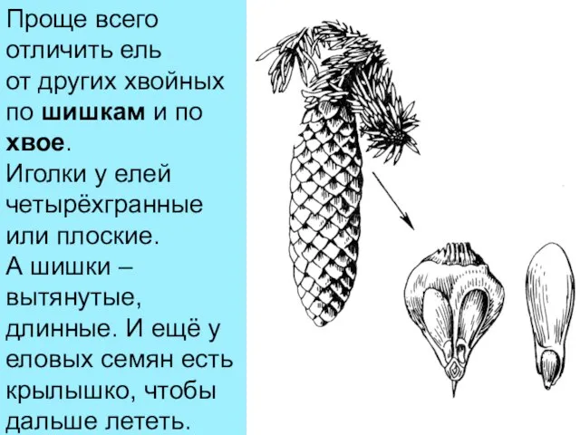 Проще всего отличить ель от других хвойных по шишкам и по хвое.