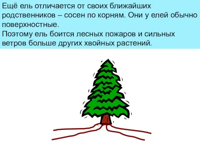 Ещё ель отличается от своих ближайших родственников – сосен по корням. Они