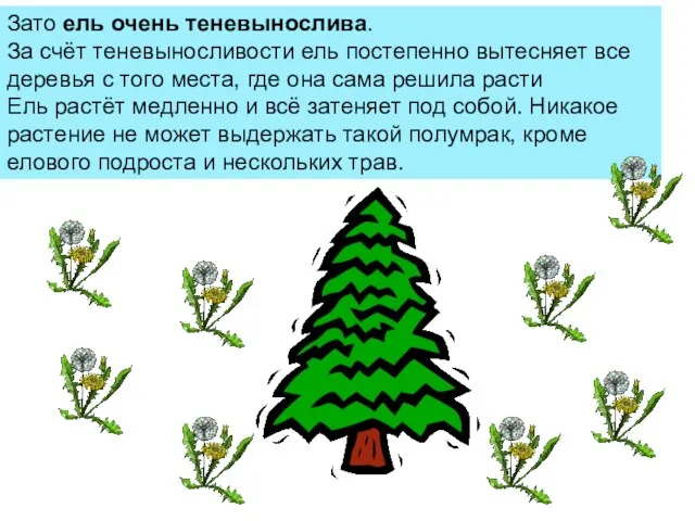 Зато ель очень теневынослива. За счёт теневыносливости ель постепенно вытесняет все деревья