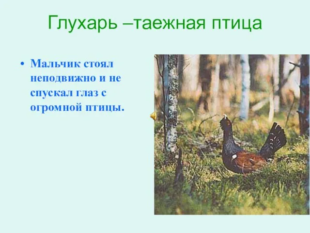 Глухарь –таежная птица Мальчик стоял неподвижно и не спускал глаз с огромной птицы.