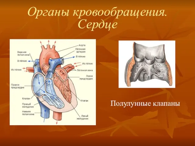 Органы кровообращения. Сердце Полулунные клапаны