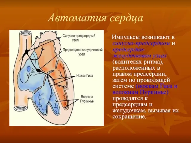 Автоматия сердца Импульсы возникают в синусно-предсердном и предсердно-желудочковом узлах (водителях ритма), расположенных