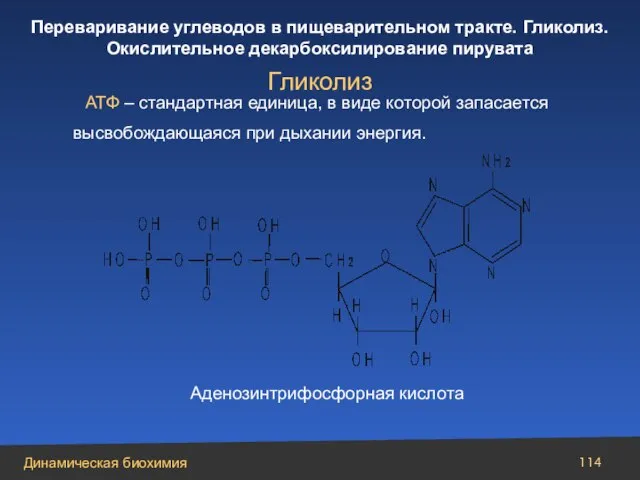 АТФ – стандартная единица, в виде которой запасается высвобождающаяся при дыхании энергия. Гликолиз Аденозинтрифосфорная кислота