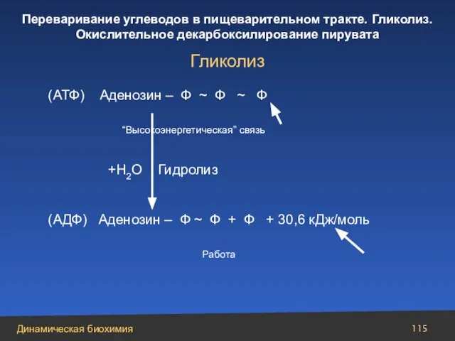 (АТФ) Аденозин – Ф ~ Ф ~ Ф “Высокоэнергетическая” связь +Н2О Гидролиз