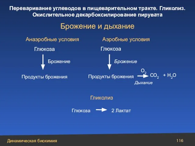 Аэробные условия Анаэробные условия Гликолиз Глюкоза Продукты брожения Брожение Глюкоза Продукты брожения