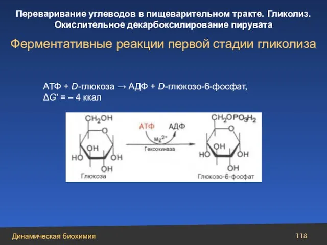 AТФ + D-глюкоза → АДФ + D-глюкозо-6-фосфат, ΔG′ = – 4 ккал