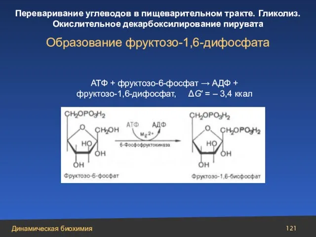 АТФ + фруктозо-6-фосфат → АДФ + фруктозо-1,6-дифосфат, ΔG′ = – 3,4 ккал Образование фруктозо-1,6-дифосфата