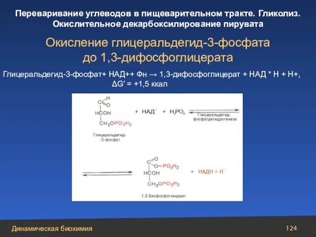 Окисление глицеральдегид-3-фосфата до 1,3-дифосфоглицерата Глицеральдегид-3-фосфат+ НАД++ Фн → 1,3-дифосфоглицерат + НАД *