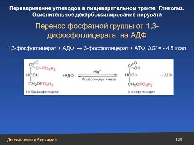 Перенос фосфатной группы от 1,3-дифосфоглицерата на АДФ 1,3-фосфоглицерат + АДФ → 3-фосфоглицерат