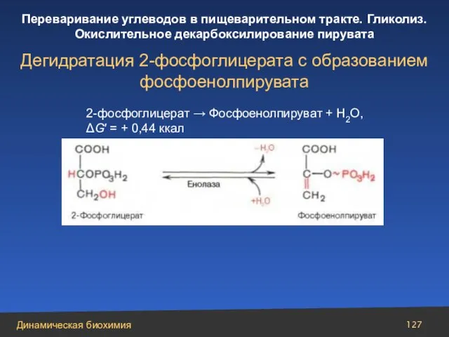 2-фосфоглицерат → Фосфоенолпируват + Н2О, ΔG′ = + 0,44 ккал Дегидратация 2-фосфоглицерата с образованием фосфоенолпирувата