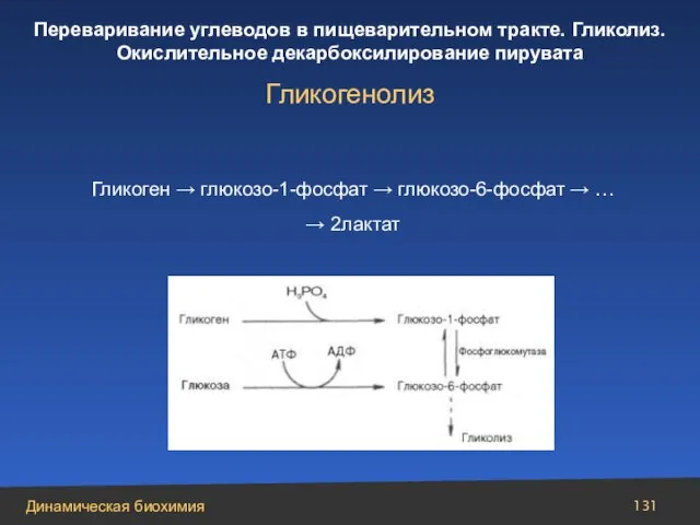 Гликоген → глюкозо-1-фосфат → глюкозо-6-фосфат → … → 2лактат Гликогенолиз